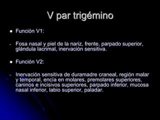 V par trigémino
 Función V1:
- Fosa nasal y piel de la nariz, frente, parpado superior,
glándula lacrimal, inervación sensitiva.
 Función V2:
- Inervación sensitiva de duramadre craneal, región malar
y temporal, encía en molares, premolares superiores,
caninos e incisivos superiores, parpado inferior, mucosa
nasal inferior, labio superior, paladar.
 