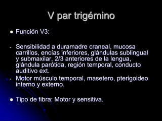 V par trigémino
 Función V3:
- Sensibilidad a duramadre craneal, mucosa
carrillos, encías inferiores, glándulas sublingual
y submaxilar, 2/3 anteriores de la lengua,
glándula parótida, región temporal, conducto
auditivo ext.
- Motor músculo temporal, masetero, pterigoideo
interno y externo.
 Tipo de fibra: Motor y sensitiva.
 