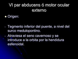 VI par abducens ó motor ocular
externo
 Origen:
- Tegmento inferior del puente, a nivel del
surco medulopontino.
- Atraviesa el seno cavernoso y se
introduce a la orbita por la hendidura
esfenoidal.
 