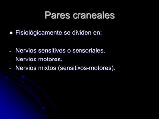Pares craneales
 Fisiológicamente se dividen en:
- Nervios sensitivos o sensoriales.
- Nervios motores.
- Nervios mixtos (sensitivos-motores).
 