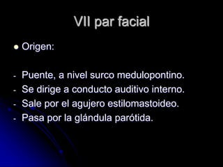 VII par facial
 Origen:
- Puente, a nivel surco medulopontino.
- Se dirige a conducto auditivo interno.
- Sale por el agujero estilomastoideo.
- Pasa por la glándula parótida.
 