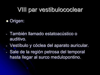 VIII par vestibulococlear
 Origen:
- También llamado estatoacústico o
auditivo.
- Vestíbulo y cóclea del aparato auricular.
- Sale de la región petrosa del temporal
hasta llegar al surco medulopontino.
 
