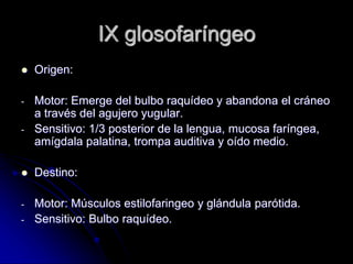 IX glosofaríngeo
 Origen:
- Motor: Emerge del bulbo raquídeo y abandona el cráneo
a través del agujero yugular.
- Sensitivo: 1/3 posterior de la lengua, mucosa faríngea,
amígdala palatina, trompa auditiva y oído medio.
 Destino:
- Motor: Músculos estilofaringeo y glándula parótida.
- Sensitivo: Bulbo raquídeo.
 