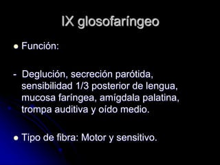 IX glosofaríngeo
 Función:
- Deglución, secreción parótida,
sensibilidad 1/3 posterior de lengua,
mucosa faríngea, amígdala palatina,
trompa auditiva y oído medio.
 Tipo de fibra: Motor y sensitivo.
 