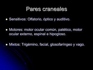 Pares craneales
 Sensitivos: Olfatorio, óptico y auditivo.
 Motores: motor ocular común, patético, motor
ocular externo, espinal e hipogloso.
 Mixtos: Trigémino, facial, glosofaríngeo y vago.
 