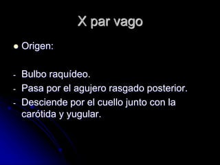 X par vago
 Origen:
- Bulbo raquídeo.
- Pasa por el agujero rasgado posterior.
- Desciende por el cuello junto con la
carótida y yugular.
 