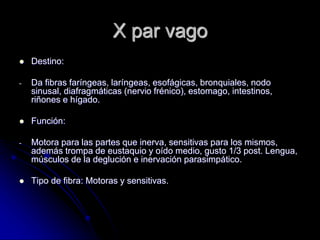 X par vago
 Destino:
- Da fibras faríngeas, laríngeas, esofágicas, bronquiales, nodo
sinusal, diafragmáticas (nervio frénico), estomago, intestinos,
riñones e hígado.
 Función:
- Motora para las partes que inerva, sensitivas para los mismos,
además trompa de eustaquio y oído medio, gusto 1/3 post. Lengua,
músculos de la deglución e inervación parasimpático.
 Tipo de fibra: Motoras y sensitivas.
 
