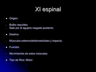 XI espinal
 Origen:
- Bulbo raquídeo.
- Sale por el agujero rasgado posterior.
 Destino:
- Músculos externocleidomastoideo y trapecio.
 Función:
- Movimientos de estos músculos.
 Tipo de fibra: Motor.
 