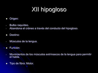 XII hipogloso
 Origen:
- Bulbo raquídeo.
- Abandona el cráneo a través del conducto del hipogloso.
 Destino:
- Músculos de la lengua.
 Función:
- Movimientos de los músculos extrínsecos de la lengua para permitir
el habla.
 Tipo de fibra: Motor.
 