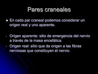 Pares craneales
 En cada par craneal podemos considerar un
origen real y uno aparente.
- Origen aparente: sitio de emergencia del nervio
a través de la masa encefálica.
- Origen real: sitio que da origen a las fibras
nerviosas que constituyen el nervio.
 
