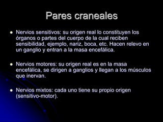 Pares craneales
 Nervios sensitivos: su origen real lo constituyen los
órganos o partes del cuerpo de la cual reciben
sensibilidad, ejemplo, nariz, boca, etc. Hacen relevo en
un ganglio y entran a la masa encefálica.
 Nervios motores: su origen real es en la masa
encefálica, se dirigen a ganglios y llegan a los músculos
que inervan.
 Nervios mixtos: cada uno tiene su propio origen
(sensitivo-motor).
 