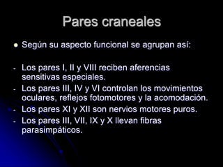 Pares craneales
 Según su aspecto funcional se agrupan así:
- Los pares I, II y VIII reciben aferencias
sensitivas especiales.
- Los pares III, IV y VI controlan los movimientos
oculares, reflejos fotomotores y la acomodación.
- Los pares XI y XII son nervios motores puros.
- Los pares III, VII, IX y X llevan fibras
parasimpáticos.
 