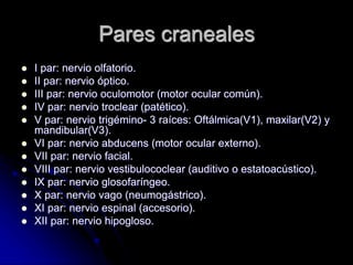 Pares craneales
 I par: nervio olfatorio.
 II par: nervio óptico.
 III par: nervio oculomotor (motor ocular común).
 IV par: nervio troclear (patético).
 V par: nervio trigémino- 3 raíces: Oftálmica(V1), maxilar(V2) y
mandibular(V3).
 VI par: nervio abducens (motor ocular externo).
 VII par: nervio facial.
 VIII par: nervio vestibulococlear (auditivo o estatoacústico).
 IX par: nervio glosofaríngeo.
 X par: nervio vago (neumogástrico).
 XI par: nervio espinal (accesorio).
 XII par: nervio hipogloso.
 