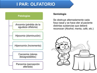 I PAR: OLFATORIO
Semiología
Se obstruye alternadamente cada
fosa nasal y se hace oler al paciente
distintas sustancias que deberá
reconocer (Alcohol, menta, café, etc.)
Patologías
Anosmia (pérdida de la
agudeza olfatoria)
Hiposmia (disminución)
Hiperosmia (incremento)
Cacosmia (olores
desagradables)
Parosmia (percepción
alterada)
 