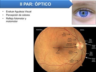 • Evaluar Agudeza Visual
• Percepción de colores
• Reflejo fotomotor y
motomotor
II PAR: ÓPTICO
 
