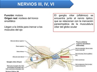 Función: motora
Origen real: núcleos del tronco
encefálico
Llegan a la órbita para inervar a los
músculos del ojo
El ganglio ciliar (oftálmico) se
encuentra junto al nervio óptico,
que se relacionan con la inervación
parasimpática de la musculatura
ciliar del globo ocular
NERVIOS III, IV, VI
Fisura orbitaria
superior (hendidura
esfenoidal)
Ganglio ciliar ( III par)
 