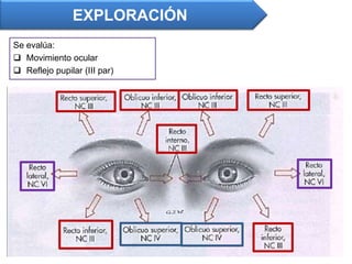 Se evalúa:
 Movimiento ocular
 Reflejo pupilar (III par)
EXPLORACIÓN
 