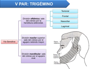 V PAR: TRIGÉMINO
Vía Sensitiva
División oftálmica: sale
del cráneo por la
hendidura esfenoidal.
Tentorial
Frontal
Nasociliar
Lagrimal
División maxilar superior:
sale del cráneo por el
agujero redondo mayor.
División mandibular: sale
del cráneo por el agujero
oval.
 