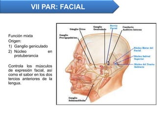 Función mixta
Origen:
1) Ganglio geniculado
2) Núcleo en
protuberancia
Controla los músculos
de expresión facial, así
como el sabor en los dos
tercios anteriores de la
lengua.
VII PAR: FACIAL
 