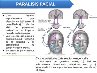 PARÁLISIS FACIAL
 Vías faciales
supranucleares por
afección cortical (área 4
prerrolándica) o de las
vías de proyección
cortical en su trayecto
hasta la protuberancia
 Las lesiones son siempre
contralaterales respecto
de la parálisis, y el
compromiso es
exclusivamente motor.
 Se afecta la parte inferior
de la cara
Causas: a) lesiones corticales: tumores, embolia
o trombosis de grandes vasos; b) lesiones
subcorticales: hematomas, parasitosis, etc., y c)
lesiones de tronco suprapontinas: tumores, vasculares,
etcétera.
 