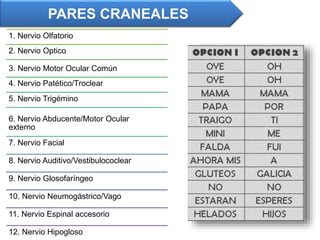 PARES CRANEALES
1. Nervio Olfatorio
2. Nervio Optico
3. Nervio Motor Ocular Común
4. Nervio Patético/Troclear
5. Nervio Trigémino
6. Nervio Abducente/Motor Ocular
externo
7. Nervio Facial
8. Nervio Auditivo/Vestibulococlear
9. Nervio Glosofaríngeo
10. Nervio Neumogástrico/Vago
11. Nervio Espinal accesorio
12. Nervio Hipogloso
 
