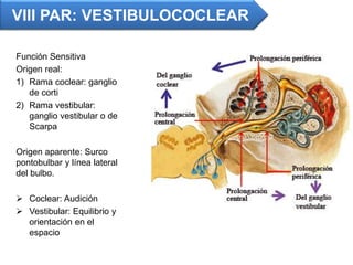 Función Sensitiva
Origen real:
1) Rama coclear: ganglio
de corti
2) Rama vestibular:
ganglio vestibular o de
Scarpa
Origen aparente: Surco
pontobulbar y línea lateral
del bulbo.
 Coclear: Audición
 Vestibular: Equilibrio y
orientación en el
espacio
VIII PAR: VESTIBULOCOCLEAR
 