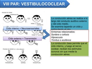 VIII PAR: VESTIBULOCOCLEAR
La conducción aérea se realiza a lo
largo del conducto auditivo externo
y del oído medio.
Se examina tapando un oído y
estimulando el otro
La conducción ósea permite que el
oído interno, y luego el nervio
coclear, reciban los estímulos
sonoros sin que medie la
conducción aérea.
Síntomas relacionados:
Sordera o cofosis
Hipoacusia
Tinnitus o acúfenos
Oído interno = Neurosensoriales
Oído externo = Transmisión
 