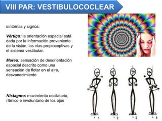 VIII PAR: VESTIBULOCOCLEAR
síntomas y signos:
Vértigo: la orientación espacial está
dada por la información proveniente
de la visión, las vías propioceptivas y
el sistema vestibular.
Mareo: sensación de desorientación
espacial descrito como una
sensación de flotar en el aire,
desvanecimiento
Nistagmo: movimiento oscilatorio,
rítmico e involuntario de los ojos
 
