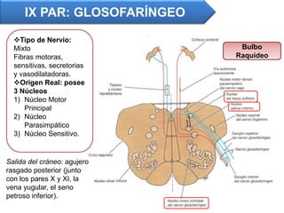 Tipo de Nervio:
Mixto
Fibras motoras,
sensitivas, secretorias
y vasodilatadoras.
Origen Real: posee
3 Núcleos
1) Núcleo Motor
Principal
2) Núcleo
Parasimpático
3) Núcleo Sensitivo.
Bulbo
Raquídeo
IX PAR: GLOSOFARÍNGEO
Salida del cráneo: agujero
rasgado posterior (junto
con los pares X y XI, la
vena yugular, el seno
petroso inferior).
 