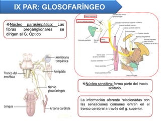 Núcleo parasimpático: Las
fibras preganglionares se
dirigen al G. Optico
La información aferente relacionadas con
las sensaciones comunes entran en el
tronco cerebral a través del g. superior.
Núcleo sensitivo: forma parte del tracto
solitario.
IX PAR: GLOSOFARÍNGEO
 