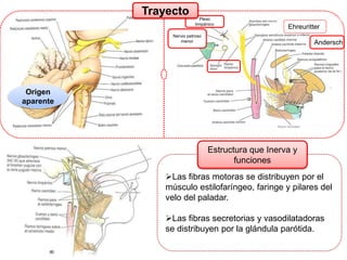 Ehreuritter
Andersch
Plexo
timpánico
Nervio petroso
menor
Trayecto
Origen
aparente
Las fibras motoras se distribuyen por el
músculo estilofaríngeo, faringe y pilares del
velo del paladar.
Las fibras secretorias y vasodilatadoras
se distribuyen por la glándula parótida.
Estructura que Inerva y
funciones
 