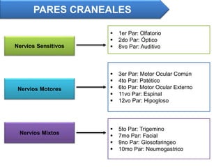 Nervios Sensitivos
Nervios Motores
Nervios Mixtos
 1er Par: Olfatorio
 2do Par: Óptico
 8vo Par: Auditivo
 3er Par: Motor Ocular Común
 4to Par: Patético
 6to Par: Motor Ocular Externo
 11vo Par: Espinal
 12vo Par: Hipogloso
 5to Par: Trigemino
 7mo Par: Facial
 9no Par: Glosofaringeo
 10mo Par: Neumogastrico
PARES CRANEALES
 