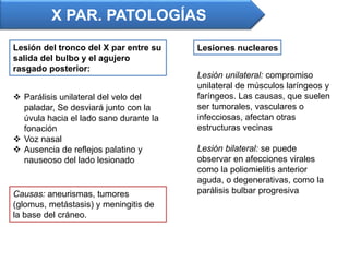 Lesiones nucleares
X PAR. PATOLOGÍAS
Lesión unilateral: compromiso
unilateral de músculos laríngeos y
faríngeos. Las causas, que suelen
ser tumorales, vasculares o
infecciosas, afectan otras
estructuras vecinas
Lesión bilateral: se puede
observar en afecciones virales
como la poliomielitis anterior
aguda, o degenerativas, como la
parálisis bulbar progresiva
Lesión del tronco del X par entre su
salida del bulbo y el agujero
rasgado posterior:
 Parálisis unilateral del velo del
paladar, Se desviará junto con la
úvula hacia el lado sano durante la
fonación
 Voz nasal
 Ausencia de reflejos palatino y
nauseoso del lado lesionado
Causas: aneurismas, tumores
(glomus, metástasis) y meningitis de
la base del cráneo.
 
