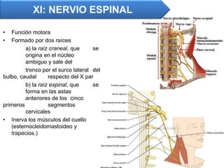 • Función motora
• Formado por dos raíces
a) la raíz craneal, que se
origina en el núcleo
ambiguo y sale del
tronco por el surco lateral del
bulbo, caudal respecto del X par
b) la raíz espinal, que se
forma en las astas
anteriores de los cinco
primeros segmentos
cervicales
• Inerva los músculos del cuello
(esternocleidomastoideo y
trapecios.)
XI: NERVIO ESPINAL
 