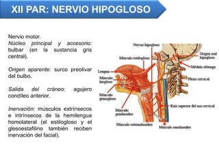 XII PAR: NERVIO HIPOGLOSO
Nervio motor.
Núcleo principal y accesorio:
bulbar (en la sustancia gris
central).
Origen aparente: surco preolivar
del bulbo.
Salida del cráneo: agujero
condíleo anterior.
Inervación: músculos extrínsecos
e intrínsecos de la hemilengua
homolateral (el estilogloso y el
glosoestafilino también reciben
inervación del facial).
 