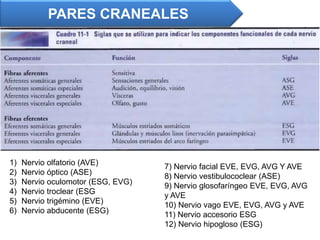 PARES CRANEALES
1) Nervio olfatorio (AVE)
2) Nervio óptico (ASE)
3) Nervio oculomotor (ESG, EVG)
4) Nervio troclear (ESG
5) Nervio trigémino (EVE)
6) Nervio abducente (ESG)
7) Nervio facial EVE, EVG, AVG Y AVE
8) Nervio vestibulococlear (ASE)
9) Nervio glosofaríngeo EVE, EVG, AVG
y AVE
10) Nervio vago EVE, EVG, AVG y AVE
11) Nervio accesorio ESG
12) Nervio hipogloso (ESG)
 