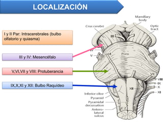 I y II Par: Intracerebrales (bulbo
olfatorio y quiasma)
LOCALIZACIÓN
III y IV: Mesencéfalo
V,VI,VII y VIII: Protuberancia
IX,X,XI y XII: Bulbo Raquídeo
 
