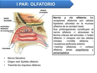 • Nervio Sensitivo
• Origen real: Epitelio olfatorio
• Trasmite los impulsos olfativos
I PAR: OLFATORIO
Nervio y vía olfatoria: los
receptores olfatorios son células
bipolares ubicadas en la mucosa
olfatoria de la cavidad nasal.
Sus prolongaciones constituyen el
nervio olfatorio -> atraviesan la
lámina cribosa del etmoides -> bulbo
olfatorio -> sinapsis con las células
mitrales ->cintilla olfatoria -
>sustancia perforada anterior
->estrías olfatorias -> corteza
olfatoria: áreas prepiriforme y
periamigdalina
 
