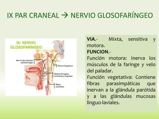 IX PAR CRANEAL  NERVIO GLOSOFARÍNGEO
VIA.- Mixta, sensitiva y
motora.
FUNCION.-
Función motora: Inerva los
músculos de la faringe y velo
del paladar.
Función vegetativa: Contiene
fibras parasimpáticas que
inervan a la glándula parótida
y a las glándulas mucosas
linguo-laviales.
 