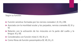 Según su función:
 Función sensitiva: formadas por los nervios craneales I, II, VI y VIII.
 Asociada con la movilidad ocular y los parpados, nervios craneales III, IV y
VI.
 Relación con la activación de los músculos en la parte del cuello y la
lengua: XI y XII.
 Considerados con función mixta V, VII, IX y X.
 Como fibras de función parasimpática III, VII, IX y X.
 