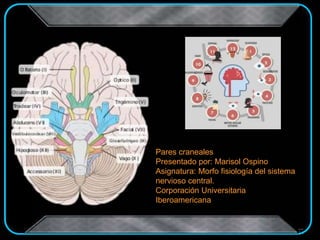 Pares craneales
Presentado por: Marisol Ospino
Asignatura: Morfo fisiología del sistema
nervioso central.
Corporación Universitaria
Iberoamericana
 