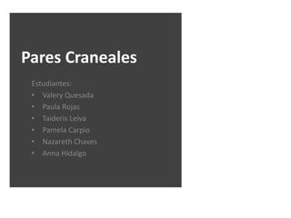 Pares Craneales
Estudiantes:
• Valery Quesada
• Paula Rojas
• Taideris Leiva
• Pamela Carpio
• Nazareth Chaves
• Anna Hidalgo
 