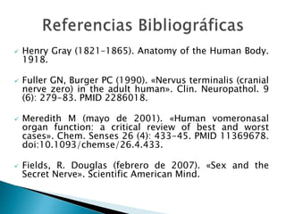 Henry Gray (1821–1865). Anatomy of the Human Body.
1918.
 Fuller GN, Burger PC (1990). «Nervus terminalis (cranial
nerve zero) in the adult human». Clin. Neuropathol. 9
(6): 279-83. PMID 2286018.
 Meredith M (mayo de 2001). «Human vomeronasal
organ function: a critical review of best and worst
cases». Chem. Senses 26 (4): 433-45. PMID 11369678.
doi:10.1093/chemse/26.4.433.
 Fields, R. Douglas (febrero de 2007). «Sex and the
Secret Nerve». Scientific American Mind.
 