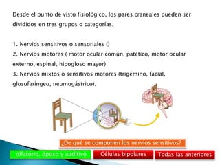 Desde el punto de visto fisiológico, los pares craneales pueden ser
divididos en tres grupos o categorías.
1. Nervios sensitivos o sensoriales ()
2. Nervios motores ( motor ocular común, patético, motor ocular
externo, espinal, hipogloso mayor)
3. Nervios mixtos o sensitivos motores (trigémino, facial,
glosofaríngeo, neumogástrico).
olfatorio, óptico y auditivo
¿De qué se componen los nervios sensitivos?
Células bipolares Todas las anteriores
 
