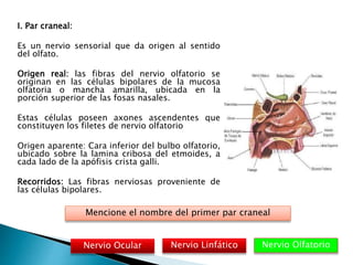 I. Par craneal:
Es un nervio sensorial que da origen al sentido
del olfato.
Origen real: las fibras del nervio olfatorio se
originan en las células bipolares de la mucosa
olfatoria o mancha amarilla, ubicada en la
porción superior de las fosas nasales.
Estas células poseen axones ascendentes que
constituyen los filetes de nervio olfatorio
Origen aparente: Cara inferior del bulbo olfatorio,
ubicado sobre la lamina cribosa del etmoides, a
cada lado de la apófisis crista galli.
Recorridos: Las fibras nerviosas proveniente de
las células bipolares.
Nervio Olfatorio
Mencione el nombre del primer par craneal
Nervio LinfáticoNervio Ocular
 
