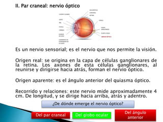 II. Par craneal: nervio óptico
Es un nervio sensorial; es el nervio que nos permite la visión.
Origen real: se origina en la capa de células ganglionares de
la retina. Los axones de esta células ganglionares, al
reunirse y dirigirse hacia atrás, forman el nervio óptico.
Origen aparente: es el ángulo anterior del quiasma óptico.
Recorrido y relaciones: este nervio mide aproximadamente 4
cm. De longitud, y se dirige hacia arriba, atrás y adentro.
Del globo ocular
¿De dónde emerge el nervio óptico?
Del par craneal
Del ángulo
anterior
 