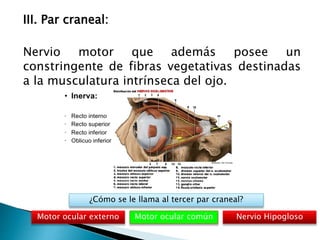 III. Par craneal:
Nervio motor que además posee un
constringente de fibras vegetativas destinadas
a la musculatura intrínseca del ojo.
Motor ocular común
¿Cómo se le llama al tercer par craneal?
Motor ocular externo Nervio Hipogloso
 