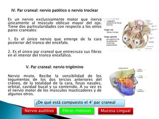 IV. Par craneal: nervio patético o nervio troclear
Es un nervio exclusivamente motor que inerva
únicamente al músculo oblicuo mayor del ojo.
Tiene dos particularidades con respecto a los otros
pares craneales:
1. Es el único nervio que emerge de la cara
posterior del tronco del encéfalo.
2. Es el único par craneal que entrecruza sus fibras
en el interior del tronco encefálico.
V. Par craneal: nervio trigémino
Nervio mixto. Recibe la sensibilidad de los
tegumentos de los dos tercios anteriores del
cráneo, de la totalidad de la cara, fosas nasales,
orbital, cavidad bucal y su contenido. A su vez es
el nervio motor de los músculos masticadores y de
algunos otros.
¿De qué está compuesto el 4° par craneal
Fibras motorasNervio auditivo Mucosa Lingual
 