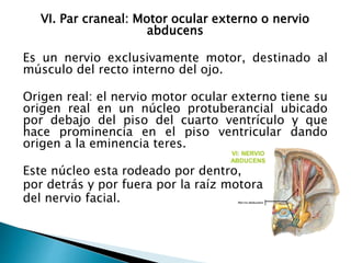 VI. Par craneal: Motor ocular externo o nervio
abducens
Es un nervio exclusivamente motor, destinado al
músculo del recto interno del ojo.
Origen real: el nervio motor ocular externo tiene su
origen real en un núcleo protuberancial ubicado
por debajo del piso del cuarto ventrículo y que
hace prominencia en el piso ventricular dando
origen a la eminencia teres.
Este núcleo esta rodeado por dentro,
por detrás y por fuera por la raíz motora
del nervio facial.
 