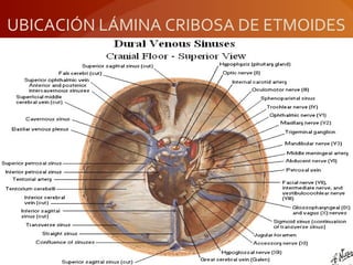 UBICACIÓN LÁMINA CRIBOSA DE ETMOIDES
 
